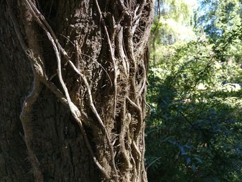 Close-up of tree trunk in forest