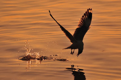 Bird flying over sea against sky during sunset