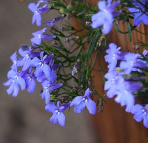 Close-up of purple flowering plants