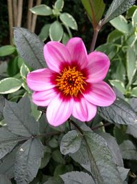 Close-up of pink flower