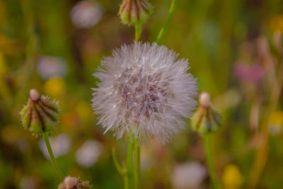 Close-up of white dandelion flower