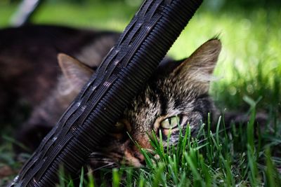Close-up of cat on grass