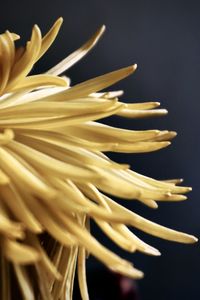 Close-up of yellow flower against black background