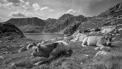 View of a sheep on land