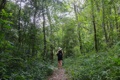 Rear view of man walking in forest