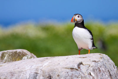 Close-up of bird perching on rock