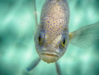 Close-up of fish swimming in sea