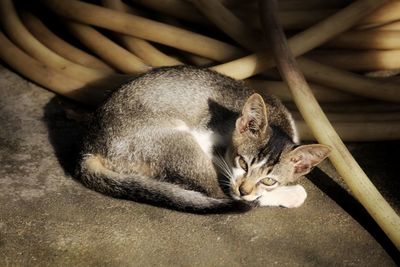 Close-up of cat sitting on wood