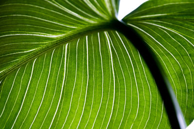 Full frame shot of palm leaves