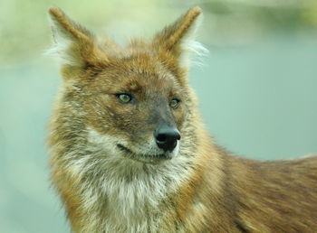 Close-up of dhole