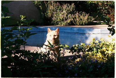 Cat looking at flower plants