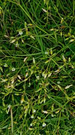 High angle view of grass growing on field