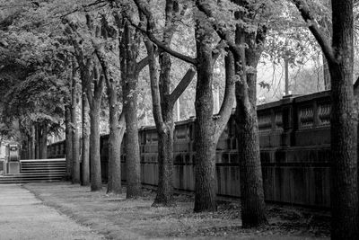 Trees in park