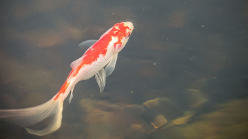 Close-up of fish swimming in water