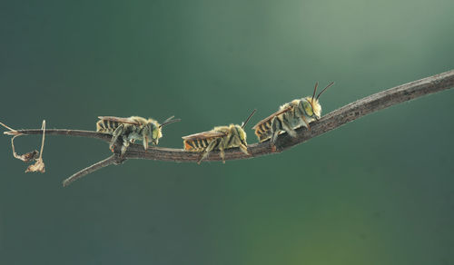 Close-up of insect