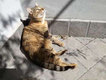 High angle view of cat sitting on floor