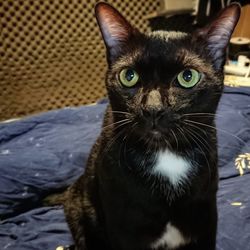 Portrait of black cat