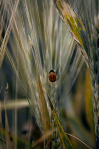 Close-up of insect on plant