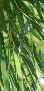 Close-up of fresh green plant in field