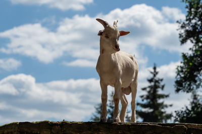 Low angle view of animal on land against sky