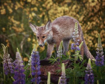 Portrait of fox cub in spring rain searching for food