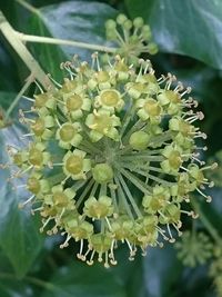 Close-up of white flowers