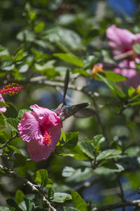 Close-up of pink flowers