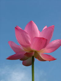 Close-up of pink water lily against sky