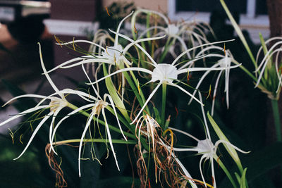Close-up of flowers blooming outdoors