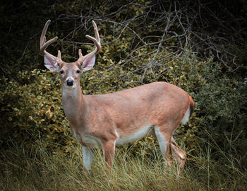 Deer standing on field