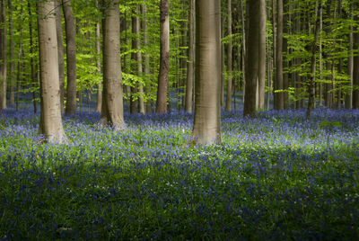 Hallerbos, bluebells flowers growing in the forest