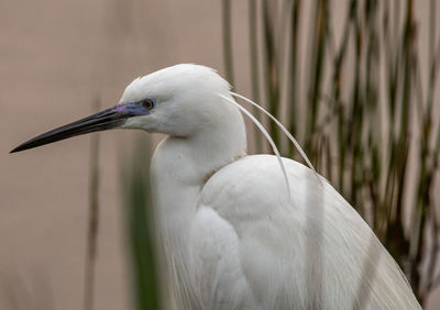 Close-up of a bird