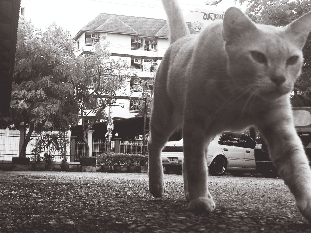 Cat walking