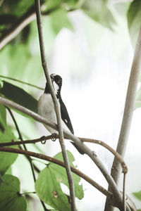 Close-up of bird perching on branch