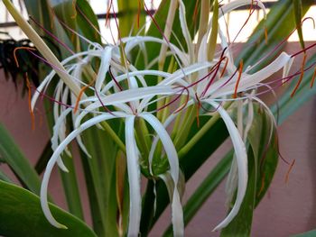 Close-up of plant