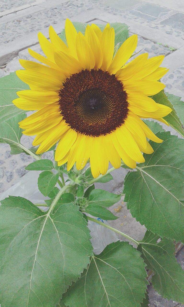 yellow, flower, freshness, flower head, petal, fragility, sunflower, leaf, growth, plant, single flower, beauty in nature, nature, pollen, close-up, blooming, in bloom, high angle view, day, outdoors
