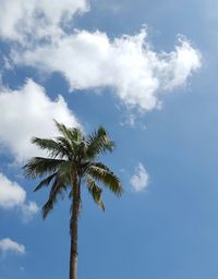 Low angle view of palm trees against cloudy sky