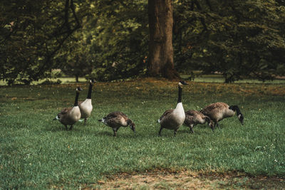 Flock of birds on field