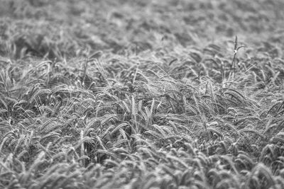 Full frame shot of wheat field