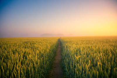 Golden horizons. majestic summer sunrise over countryside wheat field in northern europe