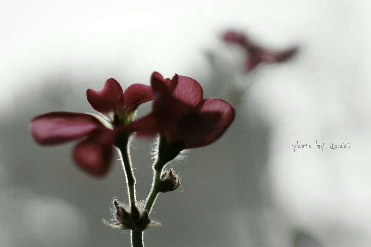 CLOSE-UP OF PINK FLOWER BLOOMING IN PARK