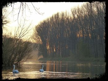 Reflection of trees in lake