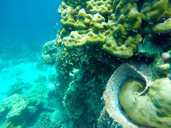 Close-up of fish swimming in sea