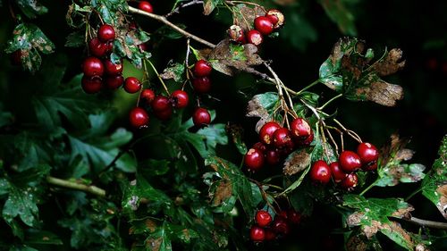 Close-up of red berries growing on tree