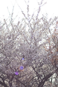 Low angle view of cherry blossoms in spring