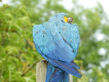Close-up of blue butterfly perching on leaf against blurred background