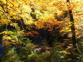 Trees in forest during autumn