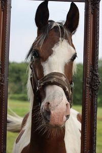 Close-up portrait of horse amidst frame