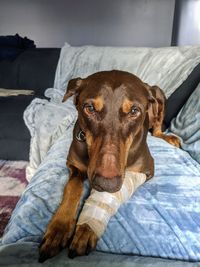 Portrait of dog relaxing on bed at home