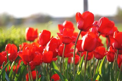 Close-up of red poppy flowers blooming in field